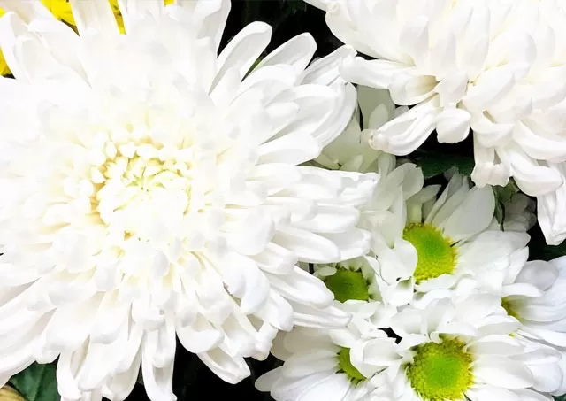 お花を増やすイメージ写真